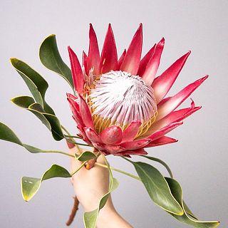 キングプロテアの花言葉は「王者の風格」👑南アフリカ共和国の国花にも指定されています