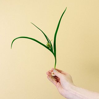 【お届け例】チャニア