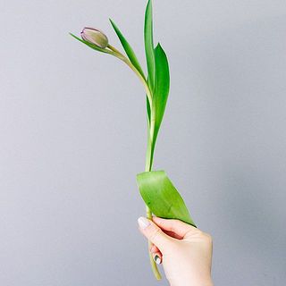 チューリップの下葉は処理をしておりません。届きましたら処理をしましょう。