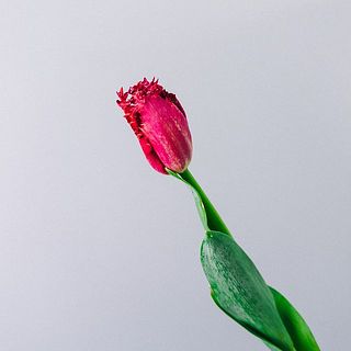 チューリップ　