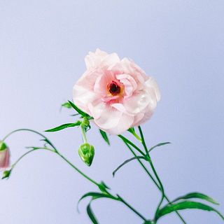 花びらは外側に反るように開花する特性がござます。