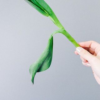 葉が柔らかく裂けていることも。その場合は優しく取り除いてください。