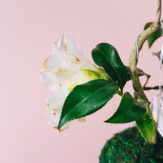 ※すでに咲いている花は、配送中に落ちてしまったり、繊細なお花ゆえに花弁に傷がつき目立ってしまう可能性がございます。ご了承ください。