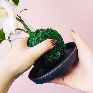 頭の重さで傾いてしまう時は、苔玉が立つように調整をしてあげましょう。