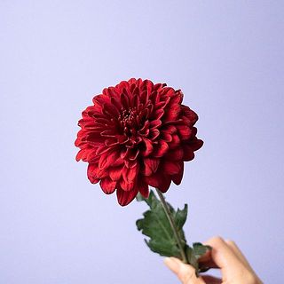 華やかな一輪咲きのマム。まるでダリアのよう