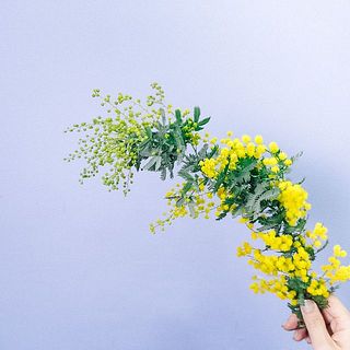 ヒライラ様 ご依頼分 ミモザとスプレーバラのスワッグ 【公式通販】