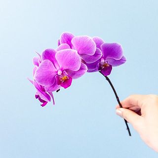 おまかせ胡蝶蘭
