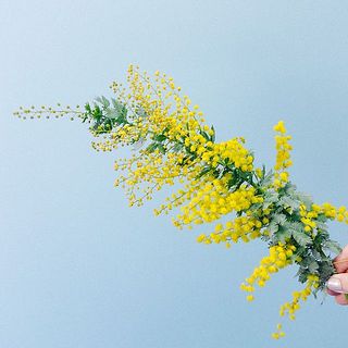 ミモザのフレッシュスワッグ