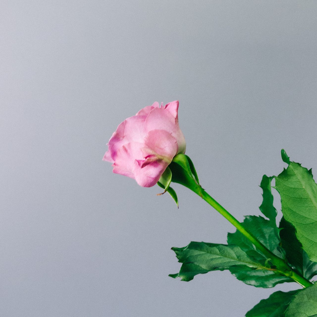 バラ「リバーデイル」