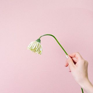 ガーベラの特性として首が曲がりやすくなっています。ご了承ください。