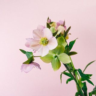 写真以外の品種もおまかせで入ります。