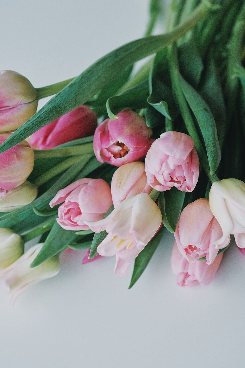 新鮮なピンクのチューリップ 新鮮なピンクのチューリップ