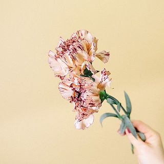 個性的なカラーリングが素敵なカーネーション