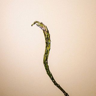石化柳はドライな質感。折れやすいので注意