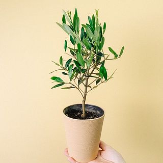 高さ40cmほどです。