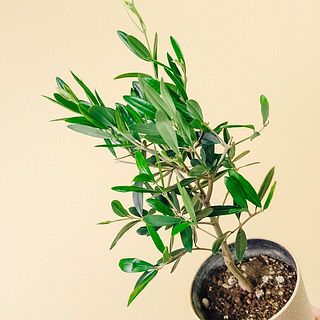 スモーキーな色味がクセになる🌿