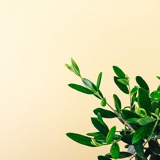 新芽が少しずつ伸びてきています😍
