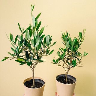 枝ぶりには個体差がございます。ご了承ください。