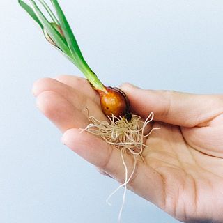 一部球根にカビや傷がついている事もあります。小さなものでしたら成長には問題ないので優しく拭き取ってください。