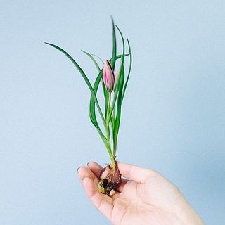 【お届け例】リトルビューティー 