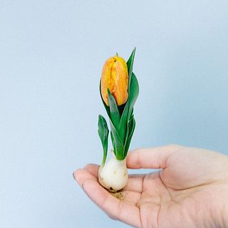 【お届け例】フレミングベイビー 
