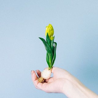 【お届け例】イエローベイビー