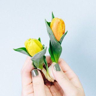 フレミングベイビーが自然な複色のため、色むらがあります。ご了承ください。