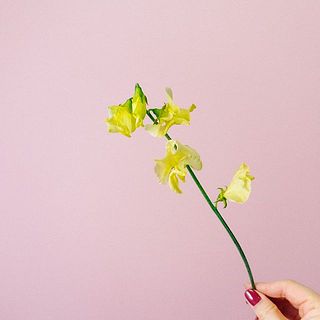スイートピーは少々短めとなります