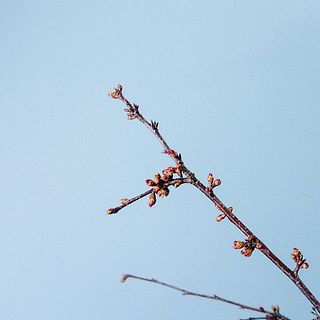 開花が待ち遠しい😍