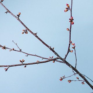 枝ぶりには個体差がござます。ご了承ください。