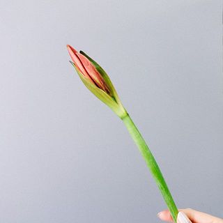 アマリリスの花は折れやすいので丁寧に扱いましょう。