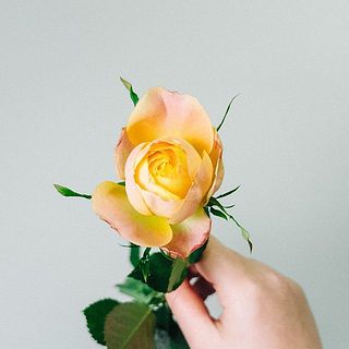 バラ「ヘリオスロマンティカ」