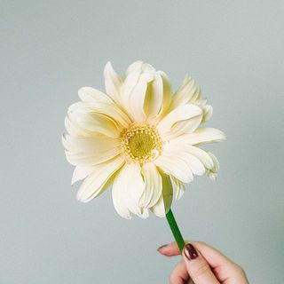 変わり咲きガーベラ「パスタ」