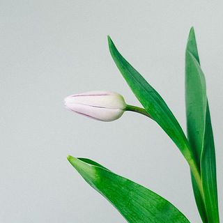 チューリップ「フレミングフラッグ」