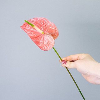 アンスリウムは30センチほどです。