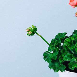 ぴょんぴょんと新しい茎が伸びてお花がたくさん咲くかも🌷