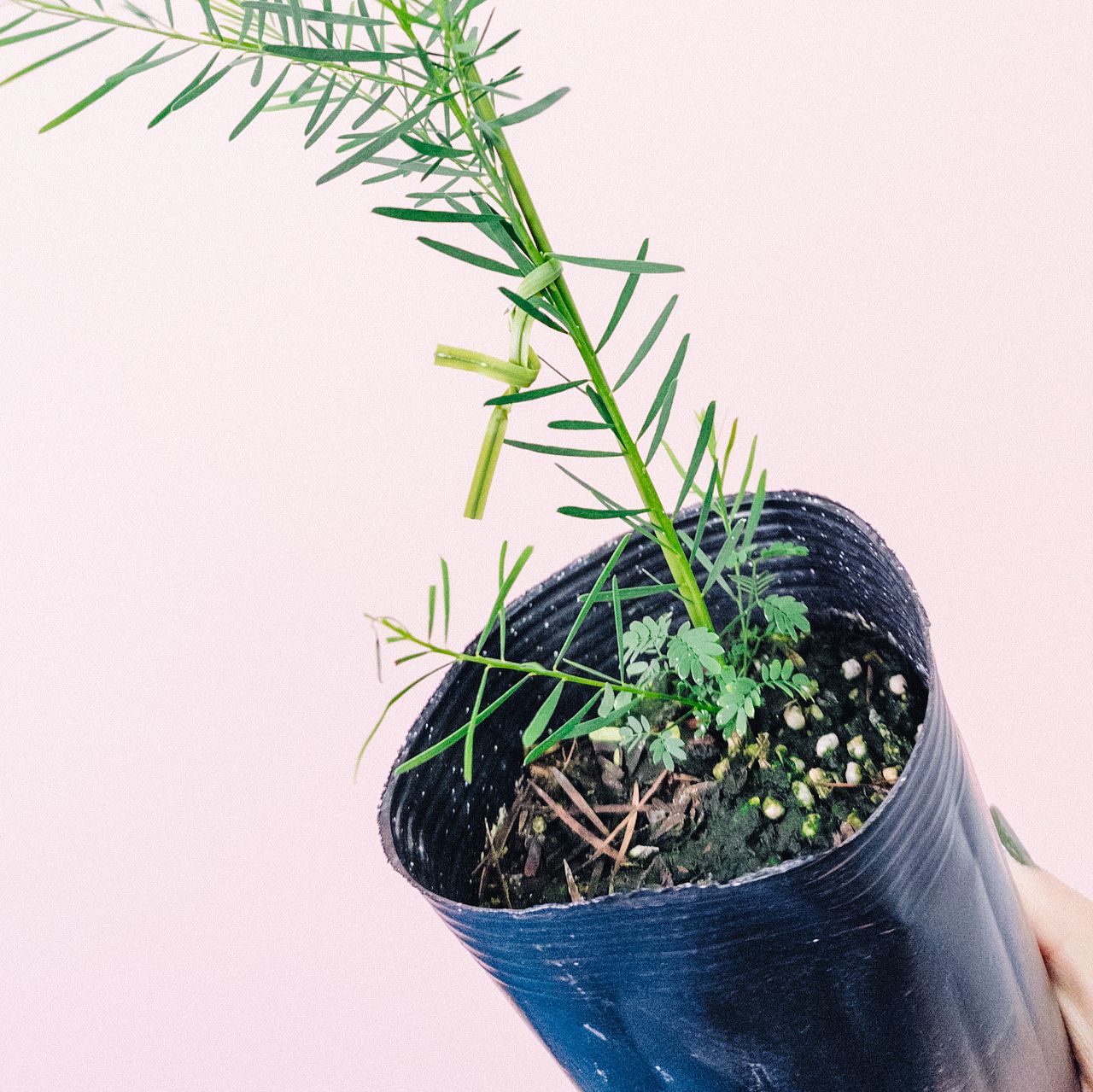 アカシア スノーウィーリバー アカシア：スノーウィリバー（ブアマニー）6号鉢植え の通販