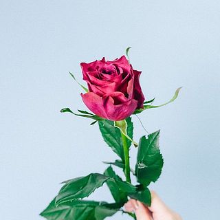 バラ「ブルーベリー」
