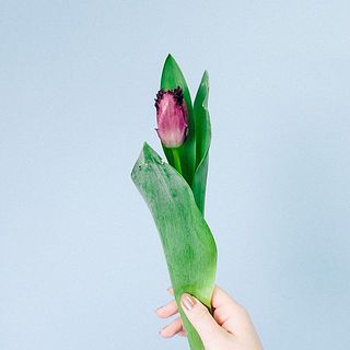 チューリップ「ラブラドール」