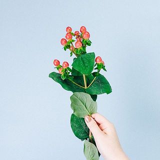 ヒペリカムは葉が繊細で折れ目が付きやすいです。気になる場合は優しく取り除いてあげましょう。