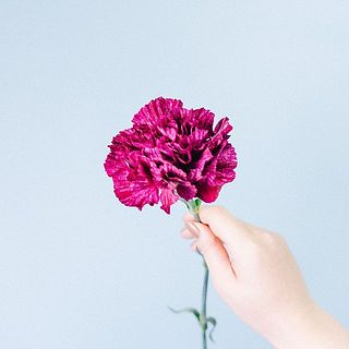 復色カーネーション「ロドム」