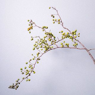 ツルウメモドキ。枝ぶりには個体差があります。ご了承ください