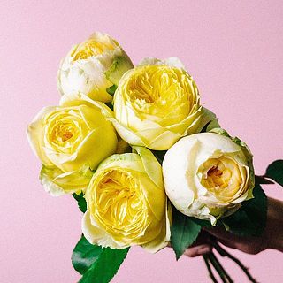 まんまるな咲き姿がキュート