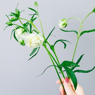 ラナンキュラス