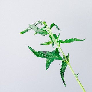 ベロニカの葉は変色しておりますが品質に問題はございません。