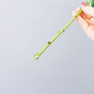 草花はしっかりと切り戻しをして水あげを行いましょう
