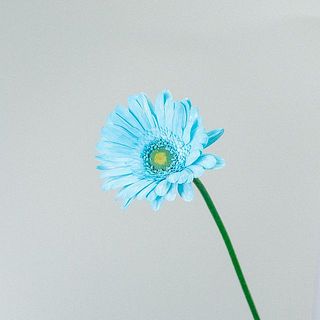 ※色の染め具合には個体差があります。
