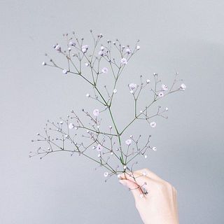 biidoro.0708様◆【ドライフラワー】かすみ草の蕾 着色（823 ） レインボーカラーのかすみ草