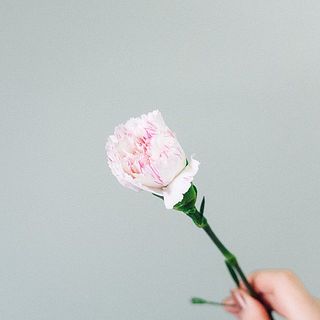 つぼみの状態でお届けします。ゆっくり開花する様子を楽しんで。