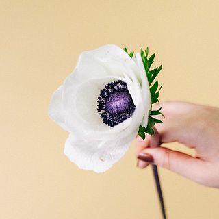 アネモネの花びらのような部分はガクです。繊細な部分なため配送中に傷ついてしまうこともございます。ご了承ください。